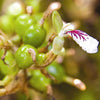 Alleppey Green Cardamom